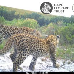 Female leopard with cub